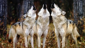 223406-wolves3-howling-wolves